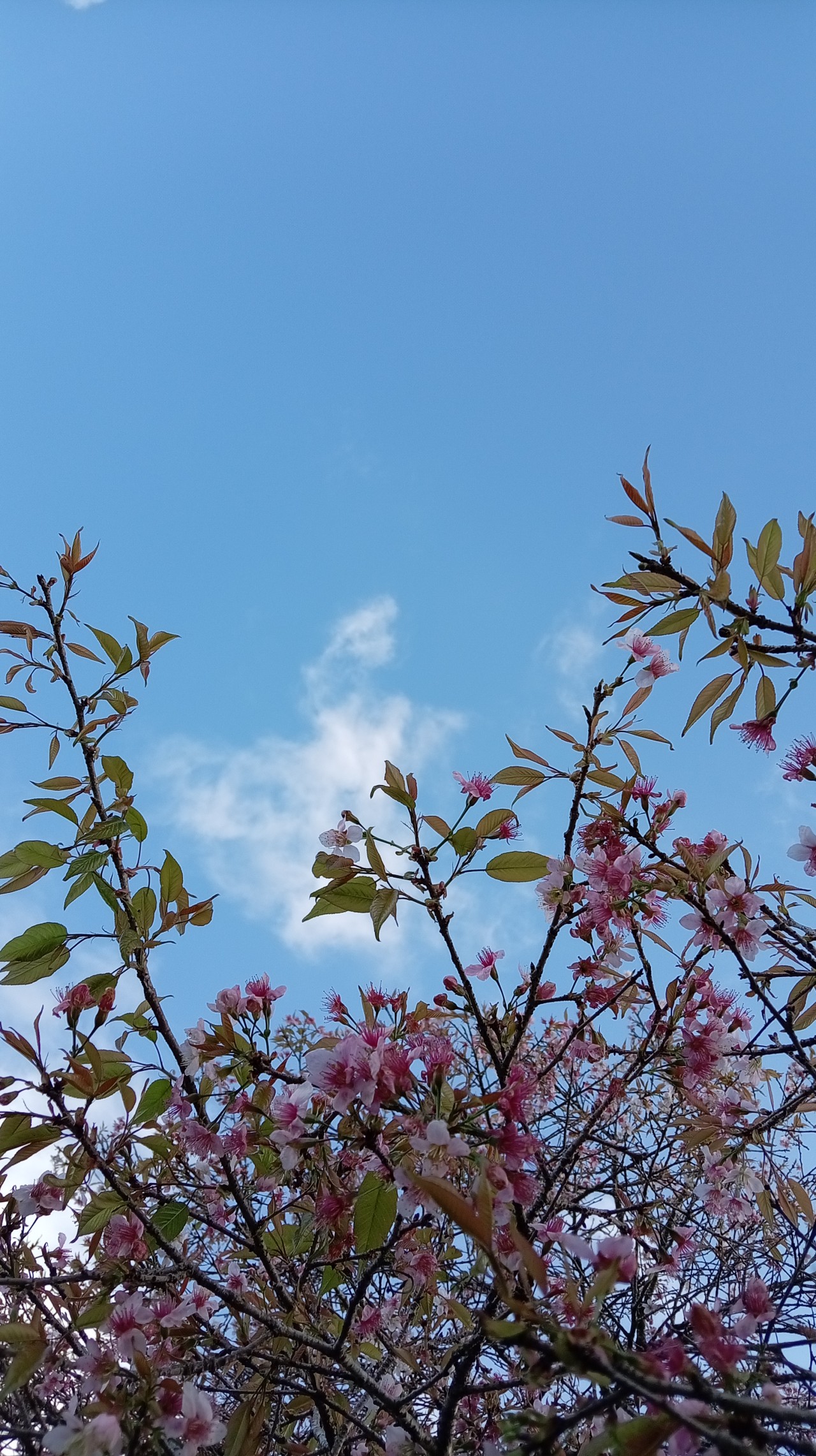 Sky through Flowers. Free Flora photos