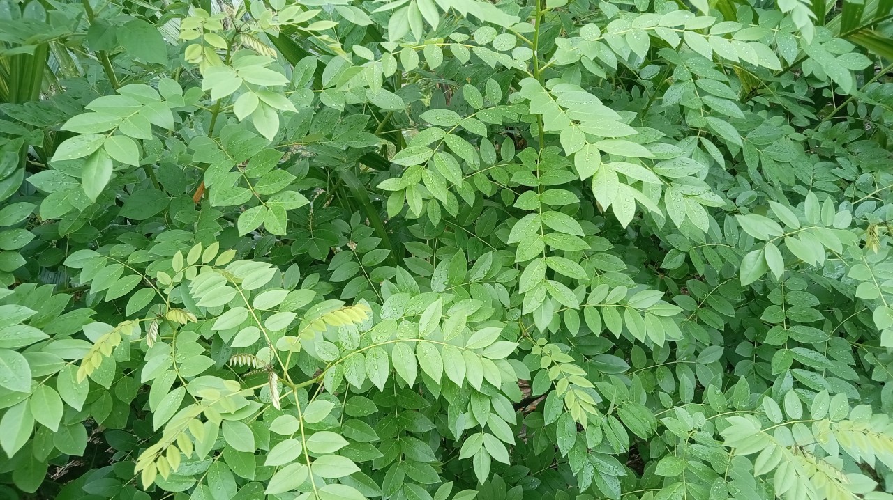 Just leaves. Free Flora photos