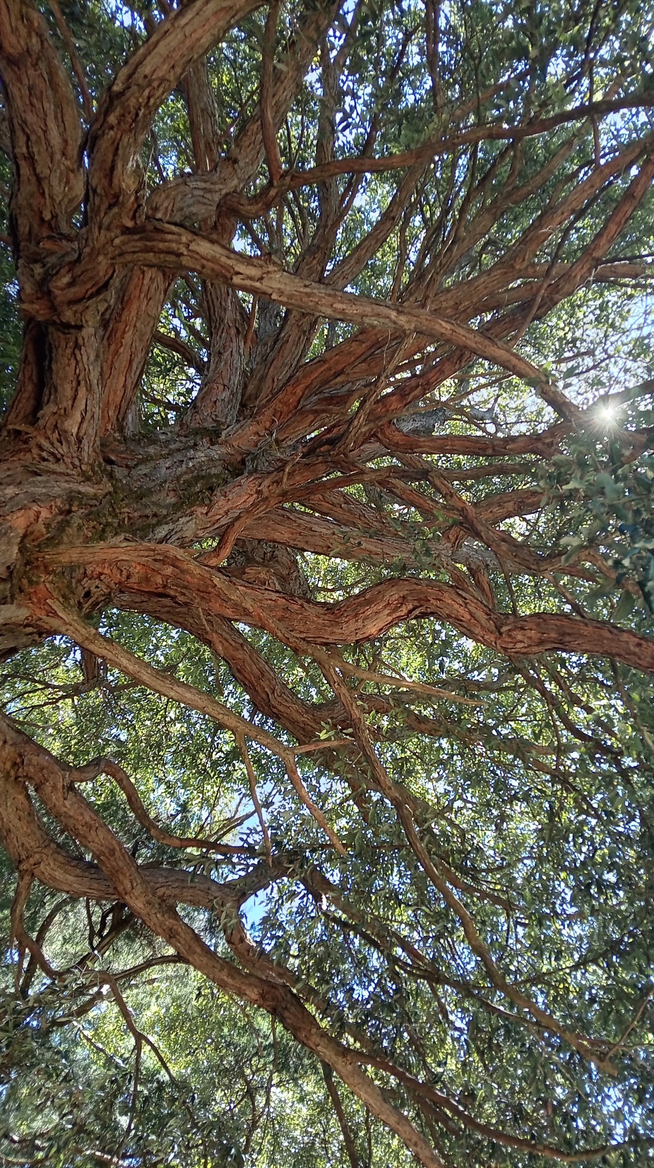 Sky through branches. Free Forests photos