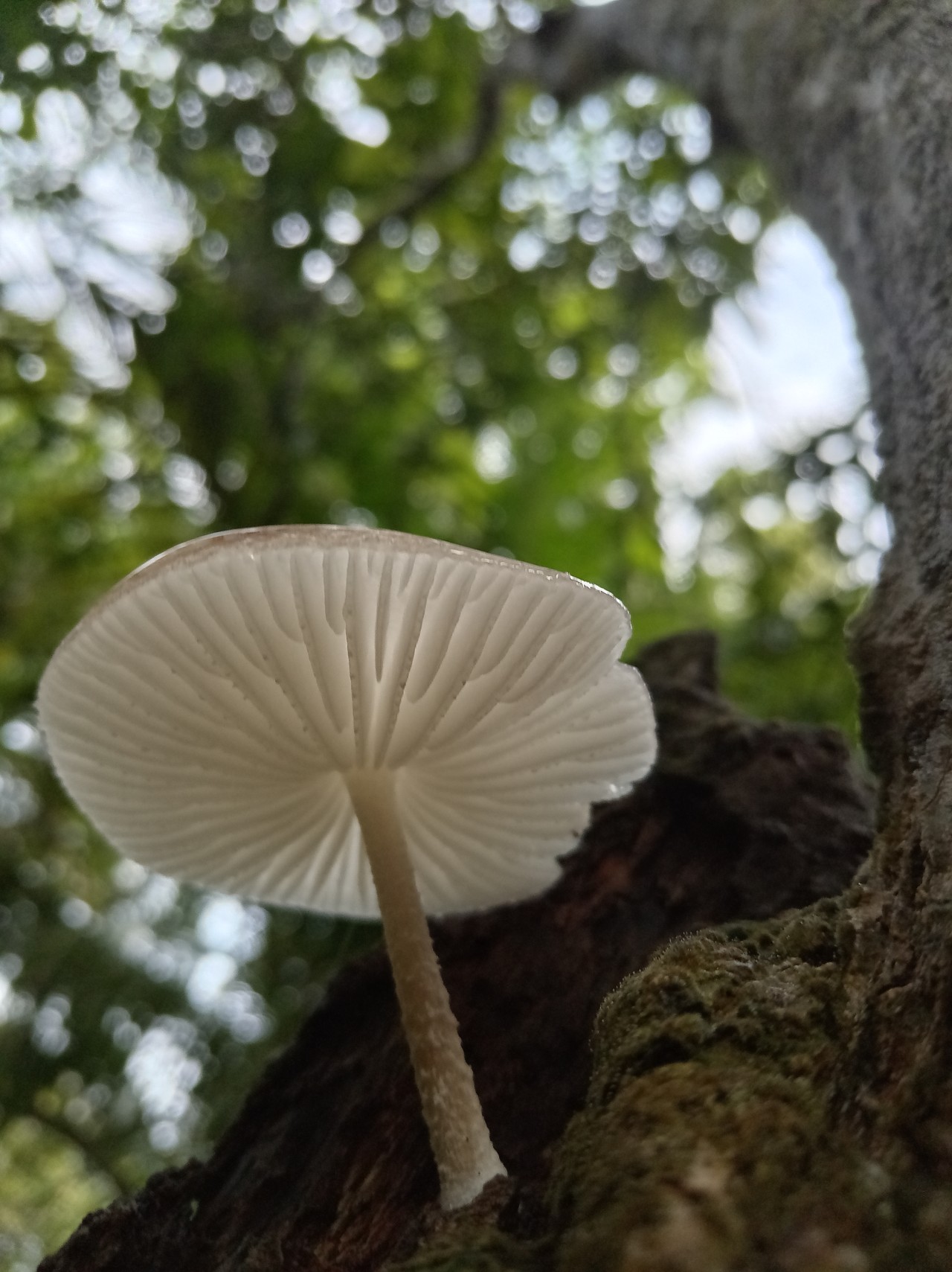 Mushroom. Free Macro photos