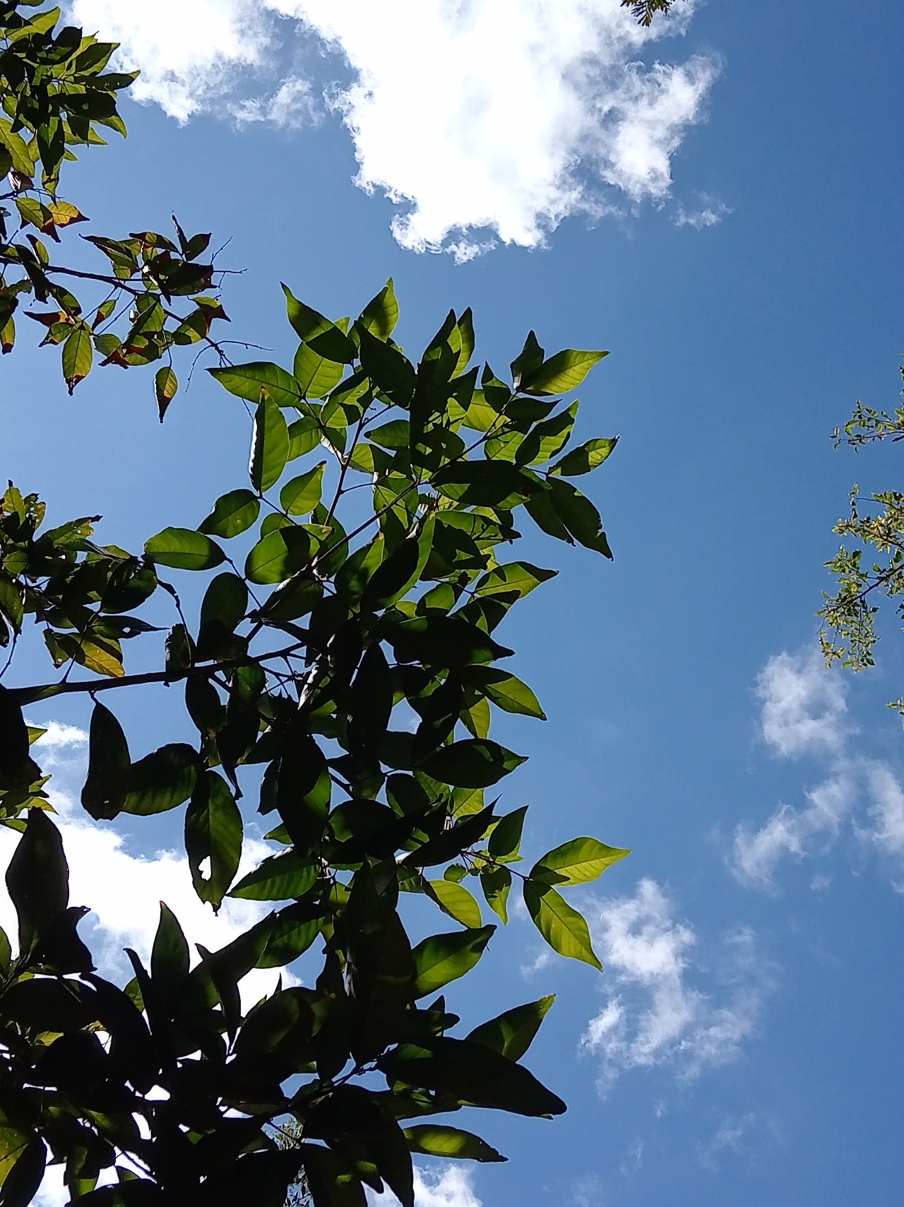 Sky through trees. Free Landscapes photos