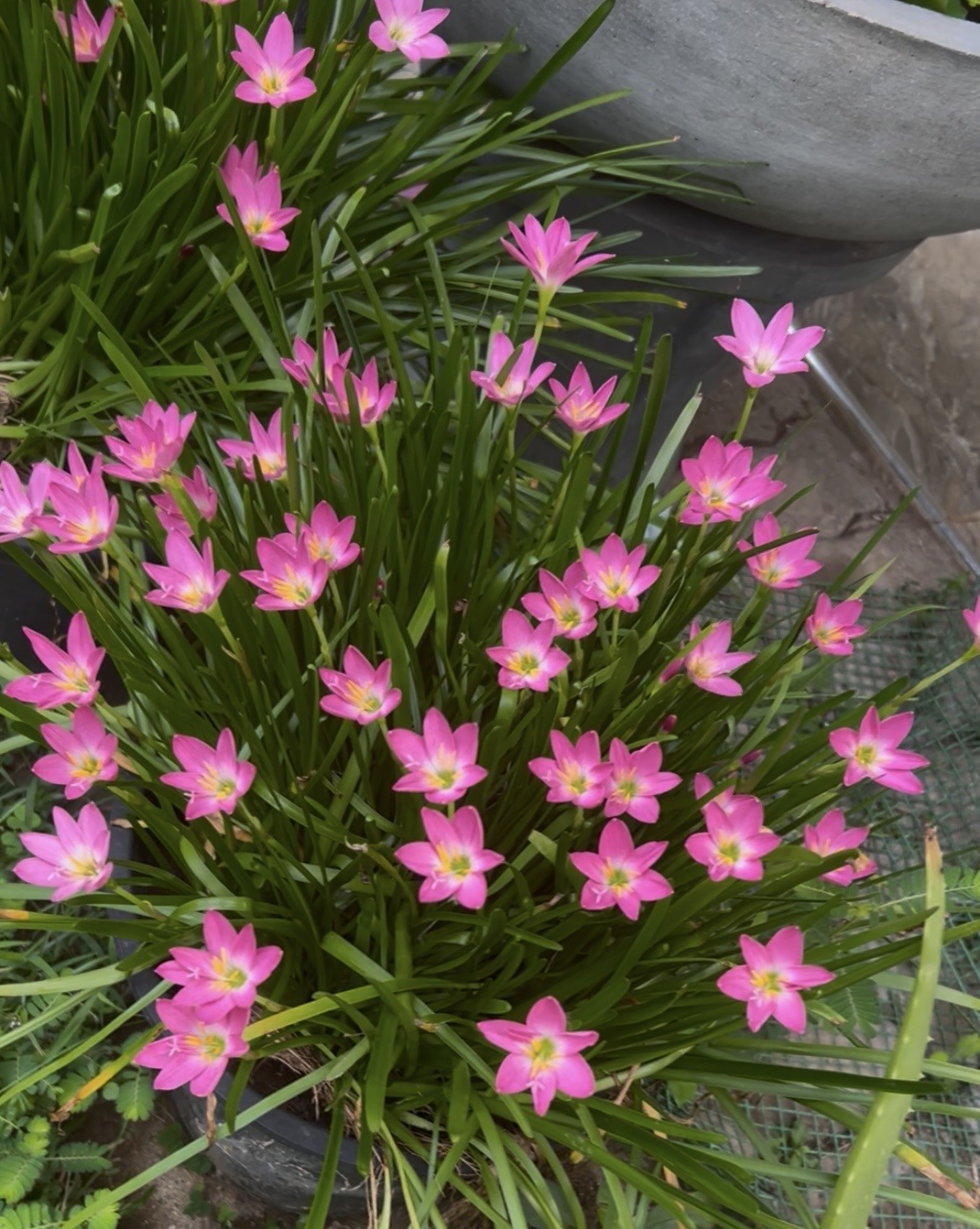 Wild flowers Sri Lanka. Free Flora photos