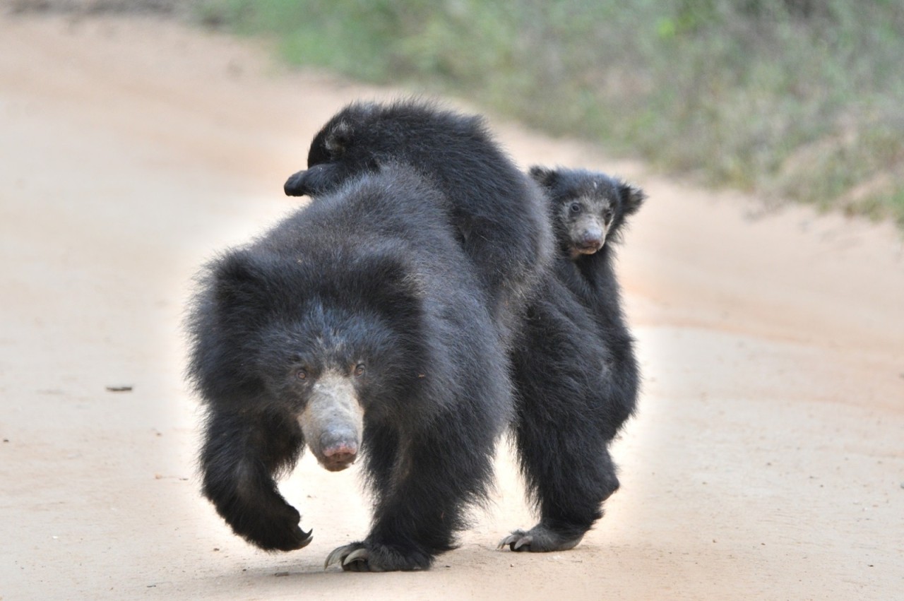 She is a Mother Too. Free Wildlife photos