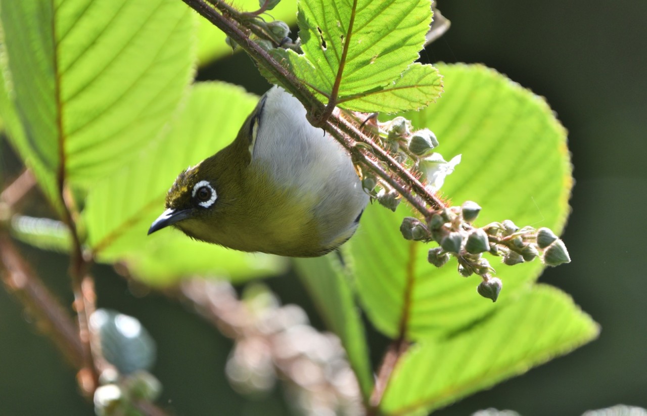 Hidden in the Green. Free Wildlife photos