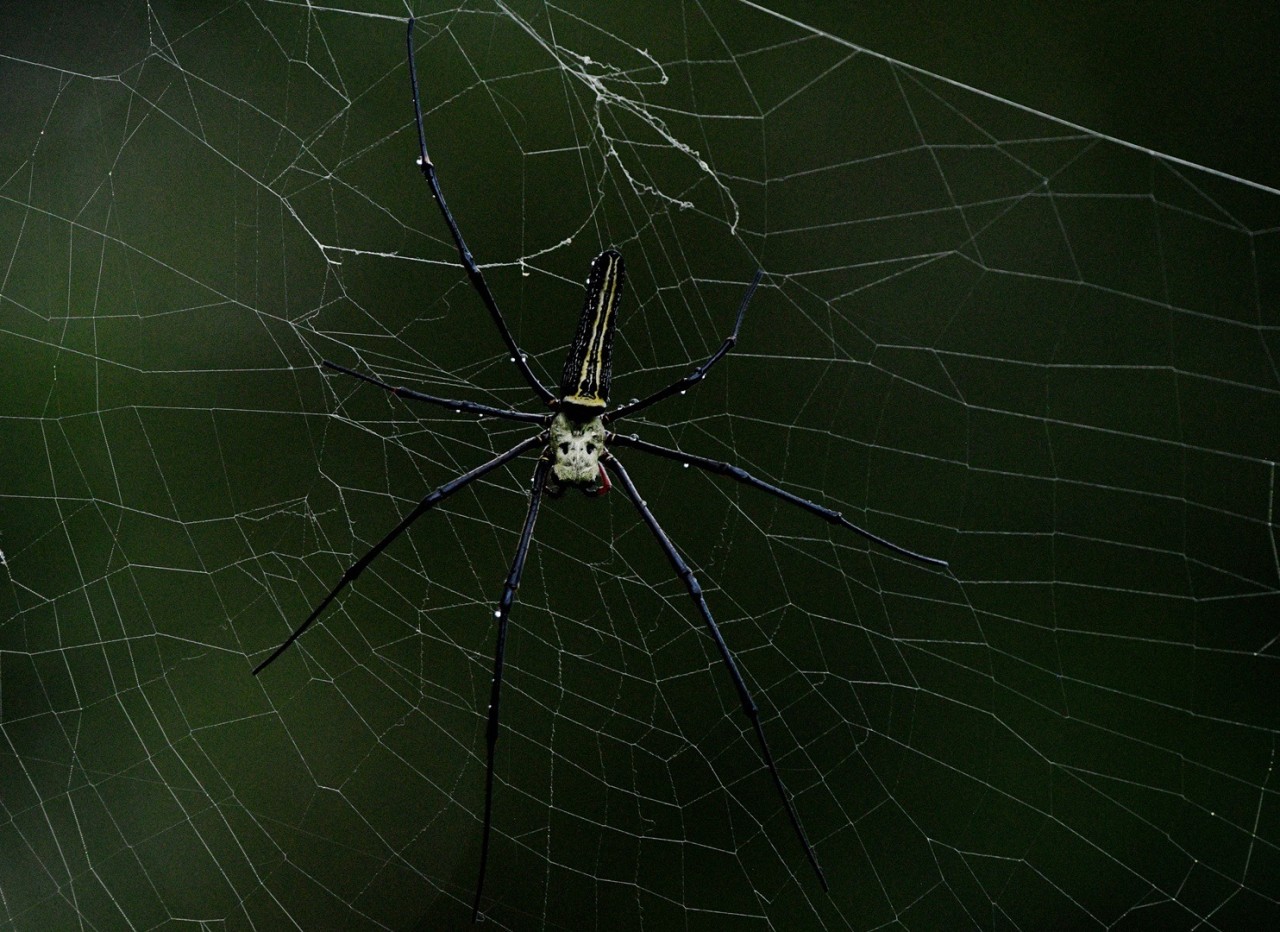 Woven in the Dark. Free Wildlife photos