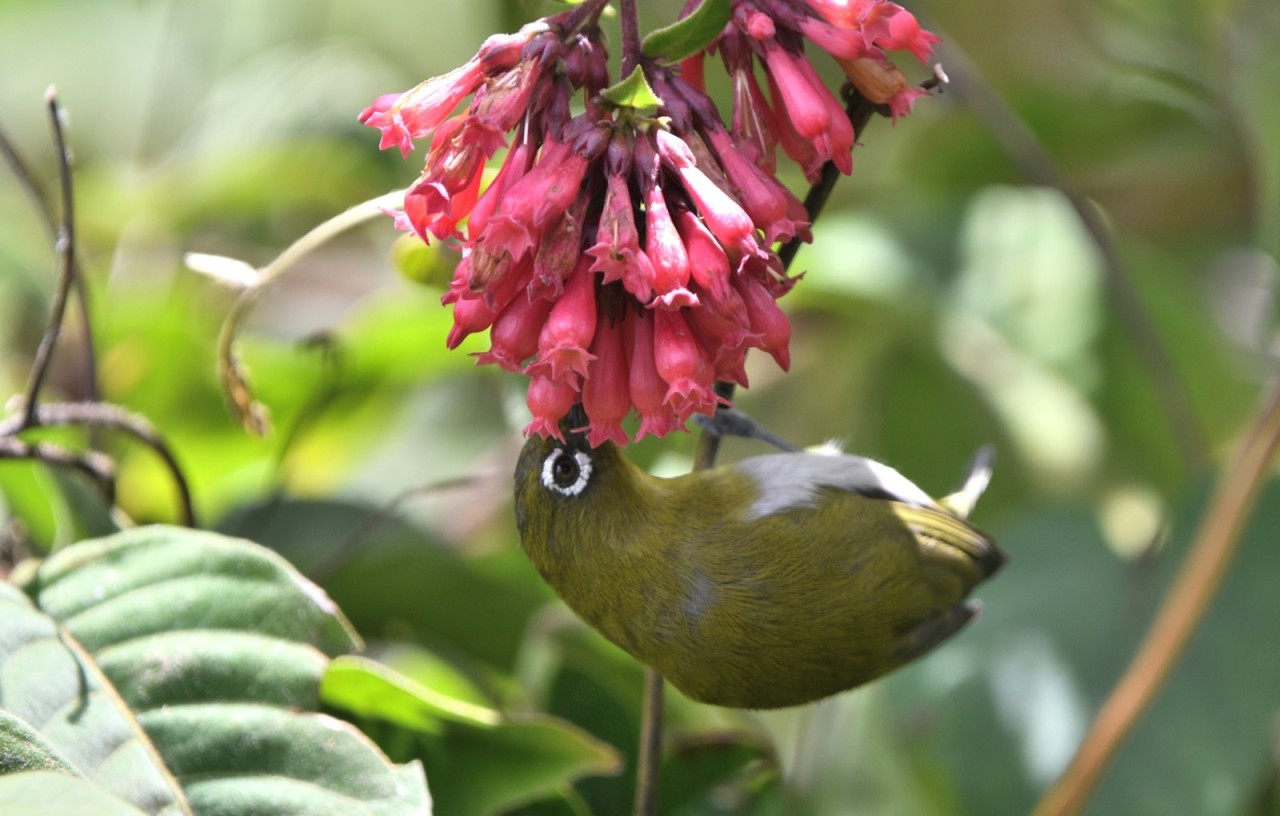 A Taste of Pink. Free Wildlife photos