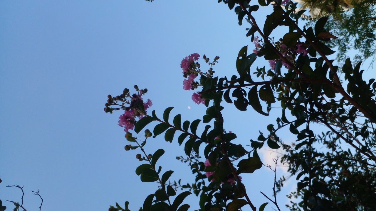 Moon Flowers. Free Flora photos