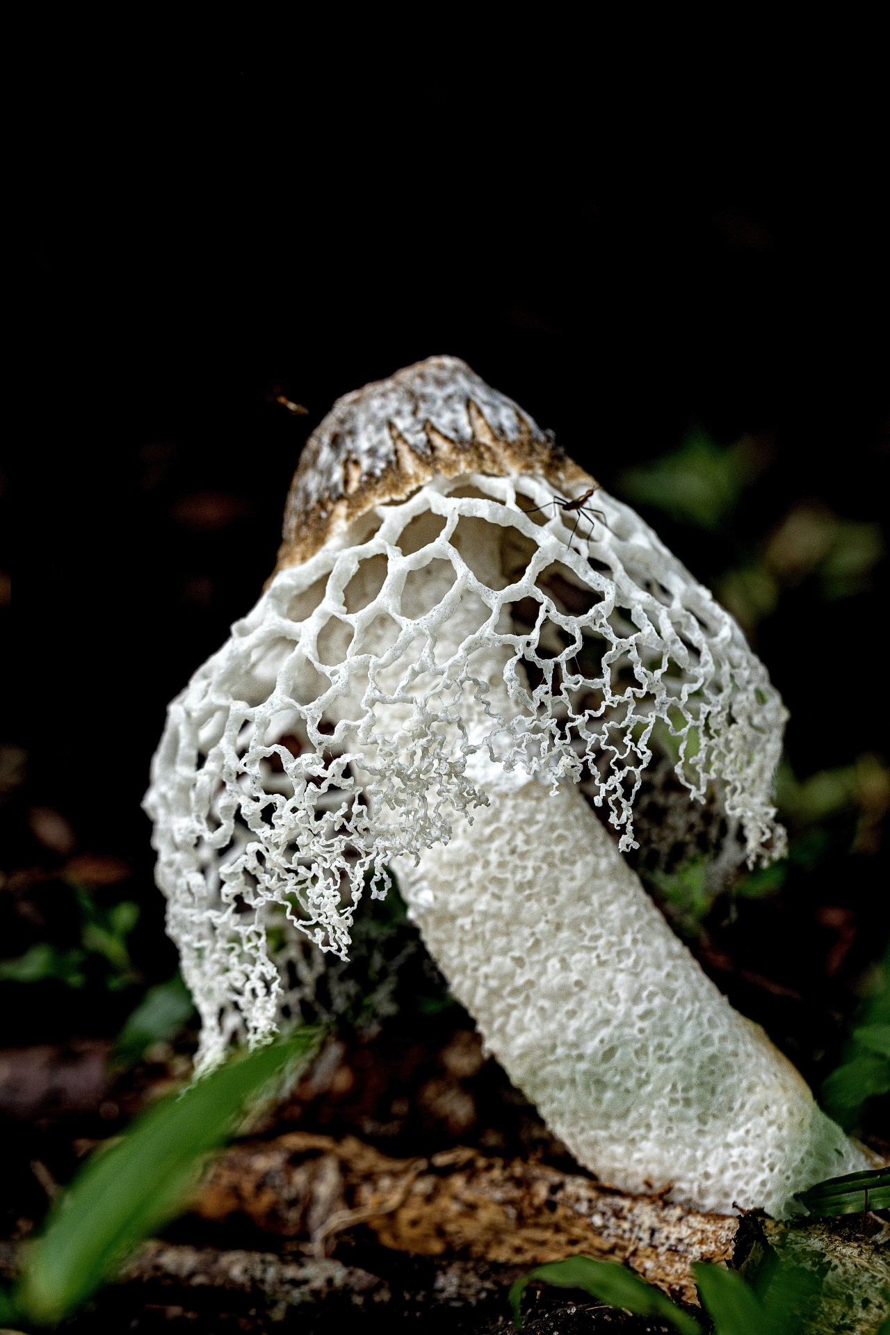 Bridal Veil Stinkhorn (Phallus indusiatus), Sri Lanka. Free Macro photos