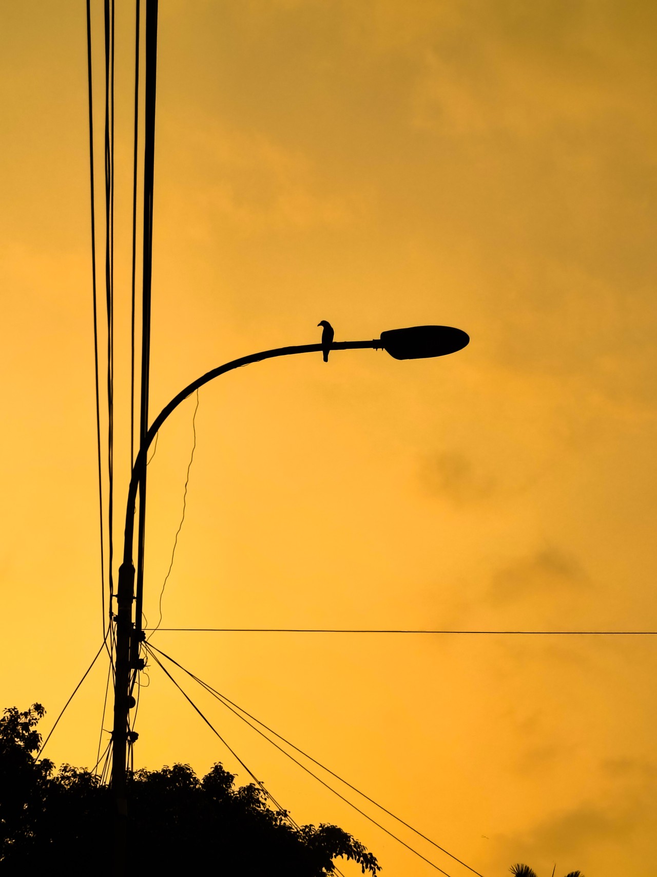 When the Sky Turns Gold. Free Skies photos