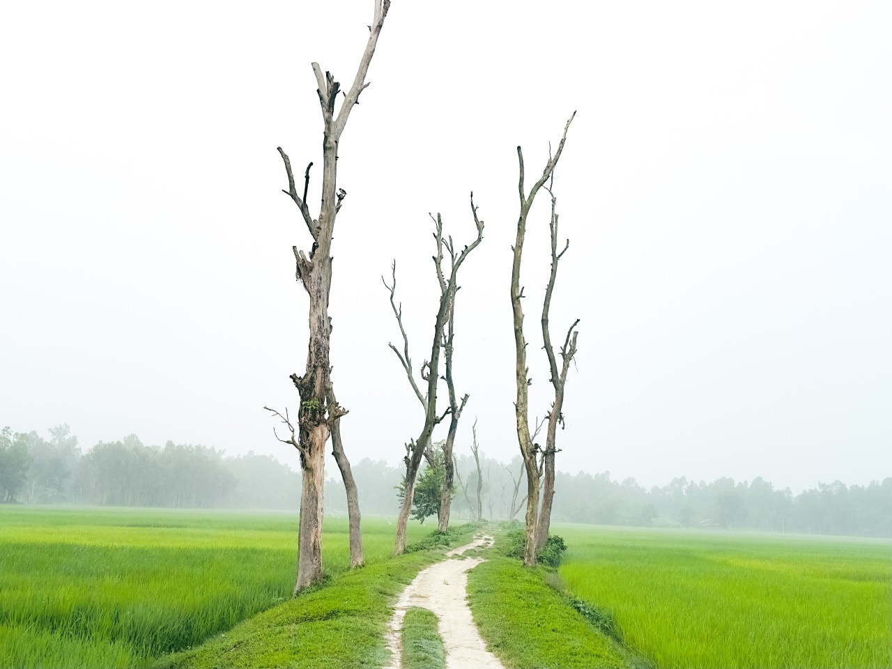 Misty Rural Path in Bangladesh. Free Landscapes photos