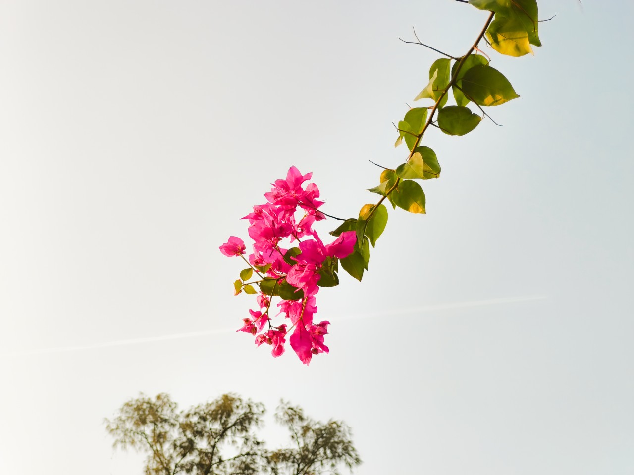 A Flora. Free Flora photos