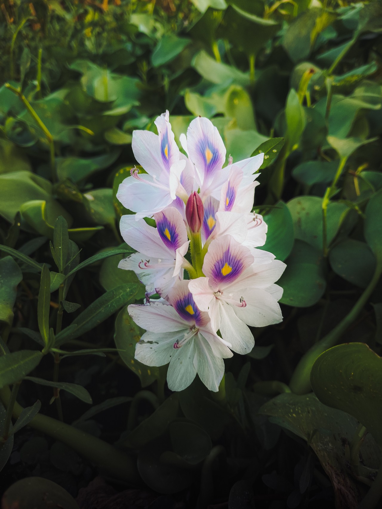 Elegance found in the most unexpected places. Free Flora photos