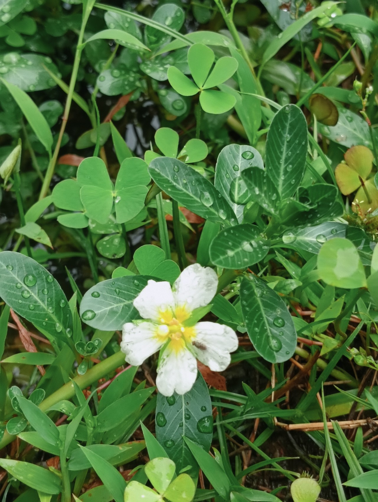 Flower. Free Flora photos