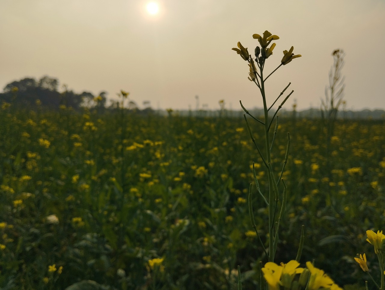 Golden Evening of Mustard flowers. Free Landscapes photos
