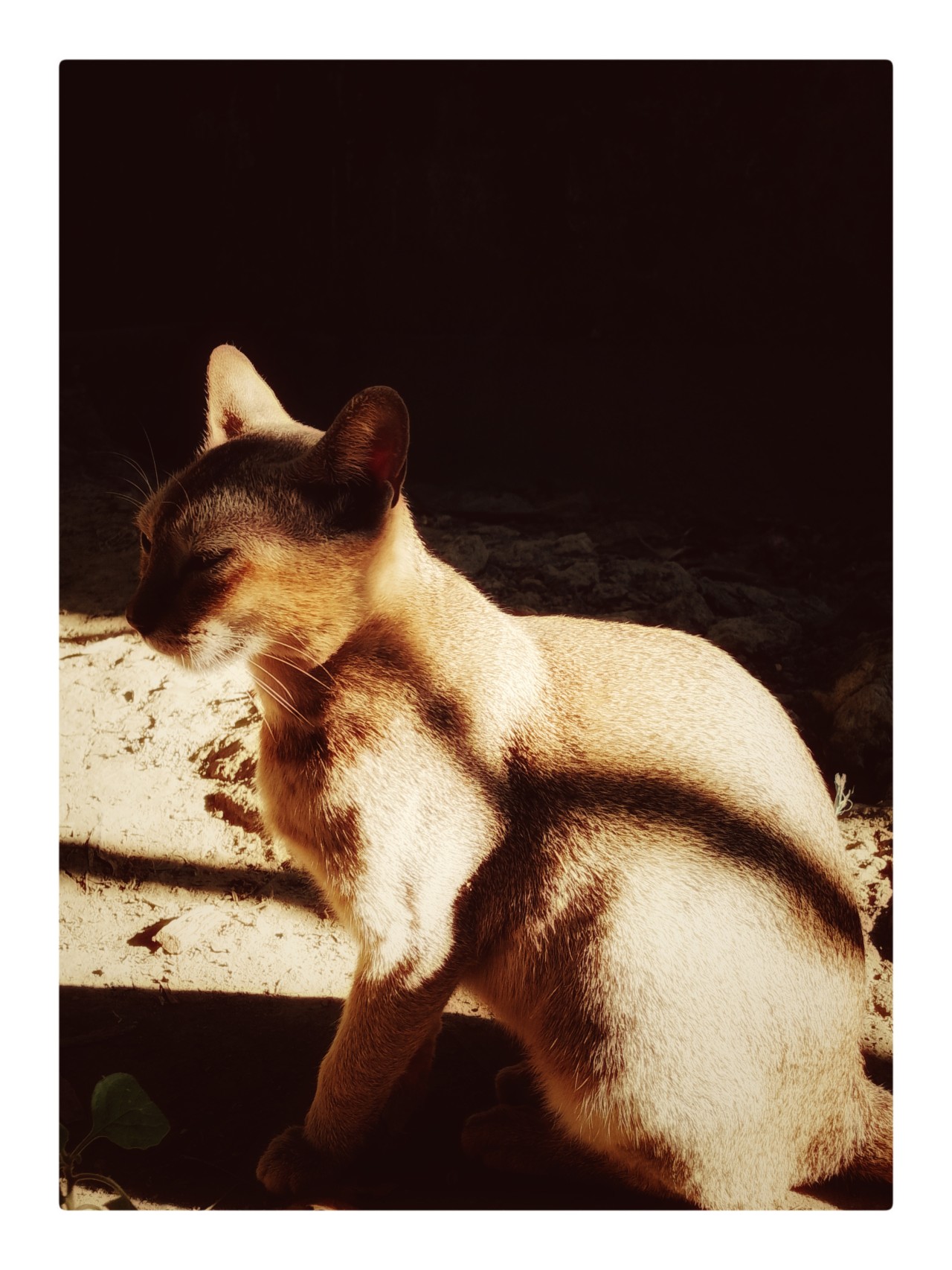 Actor cat. Free Wildlife photos