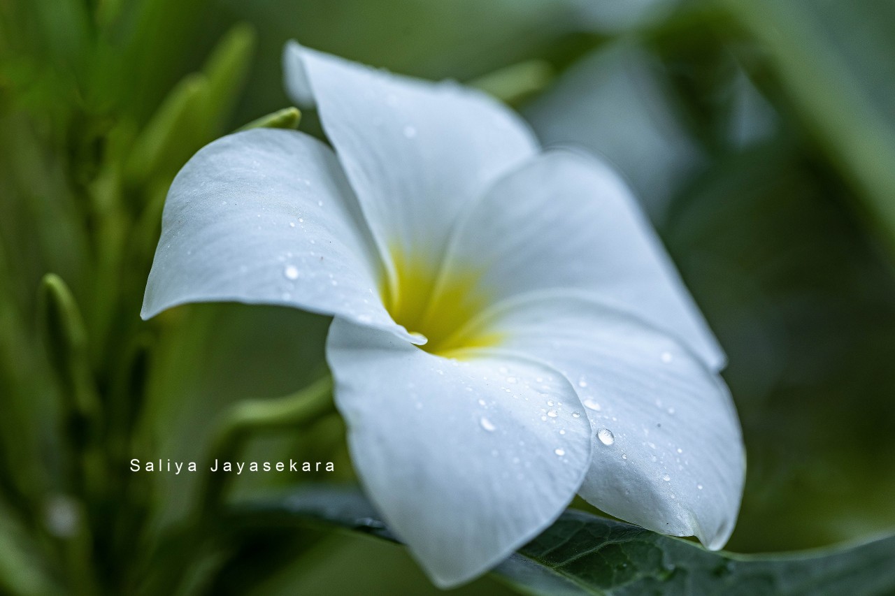 Franjipani , Temple tree flower, Sri Lanka. Free Macro photos