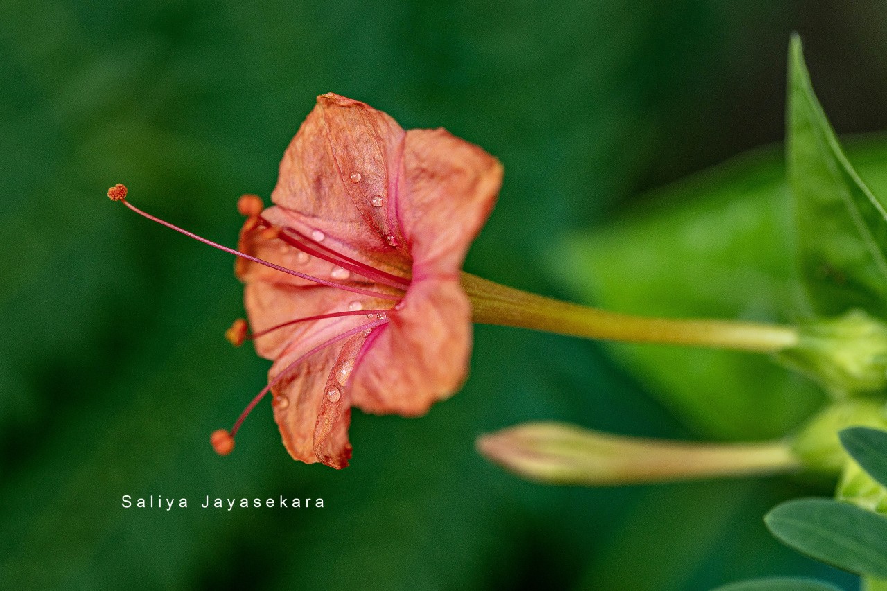 Four O'clock flower, Sri Lanka. Free Macro photos