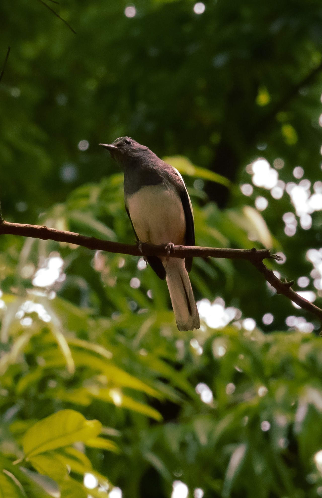 The Magpie. Free Wildlife photos