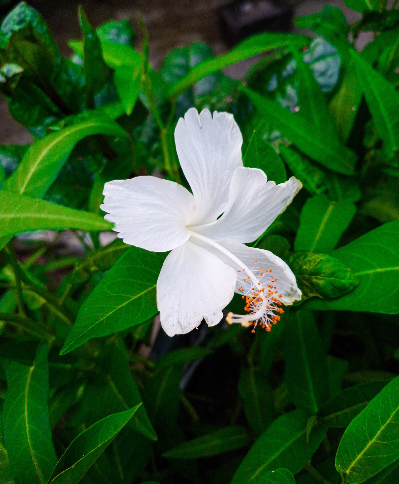Purity and Innocence. Free Flora photos