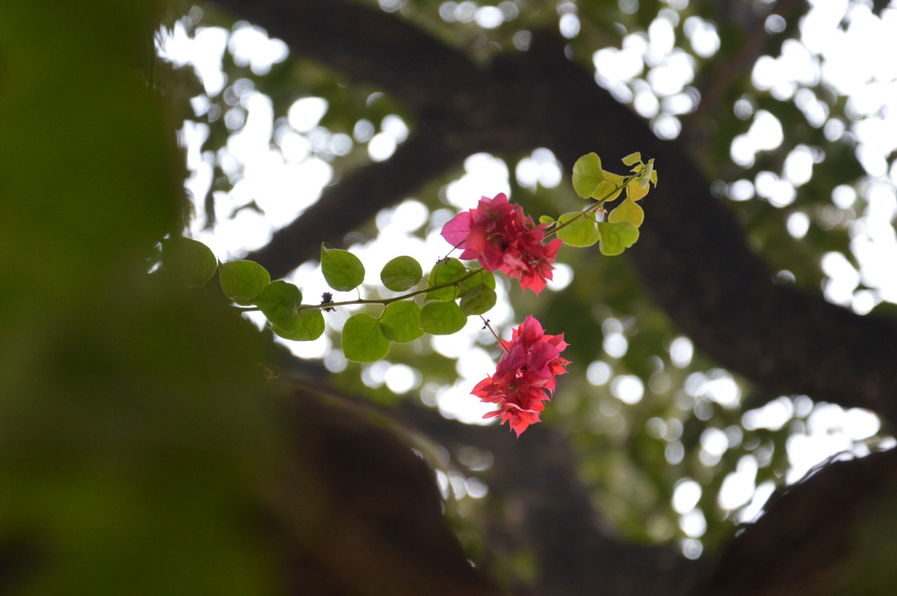 Bougainvillea. Free Flora photos