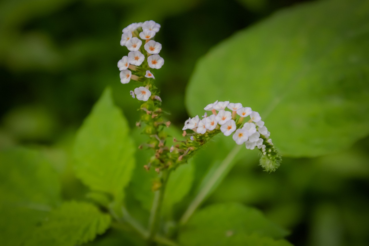 White flower. Free Macro photos