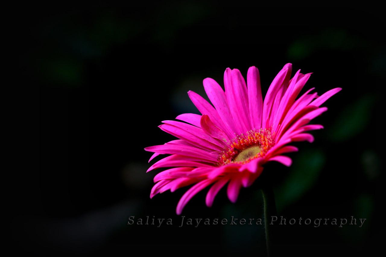 Gerbera daisy, Sri Lanka. Free Flora photos