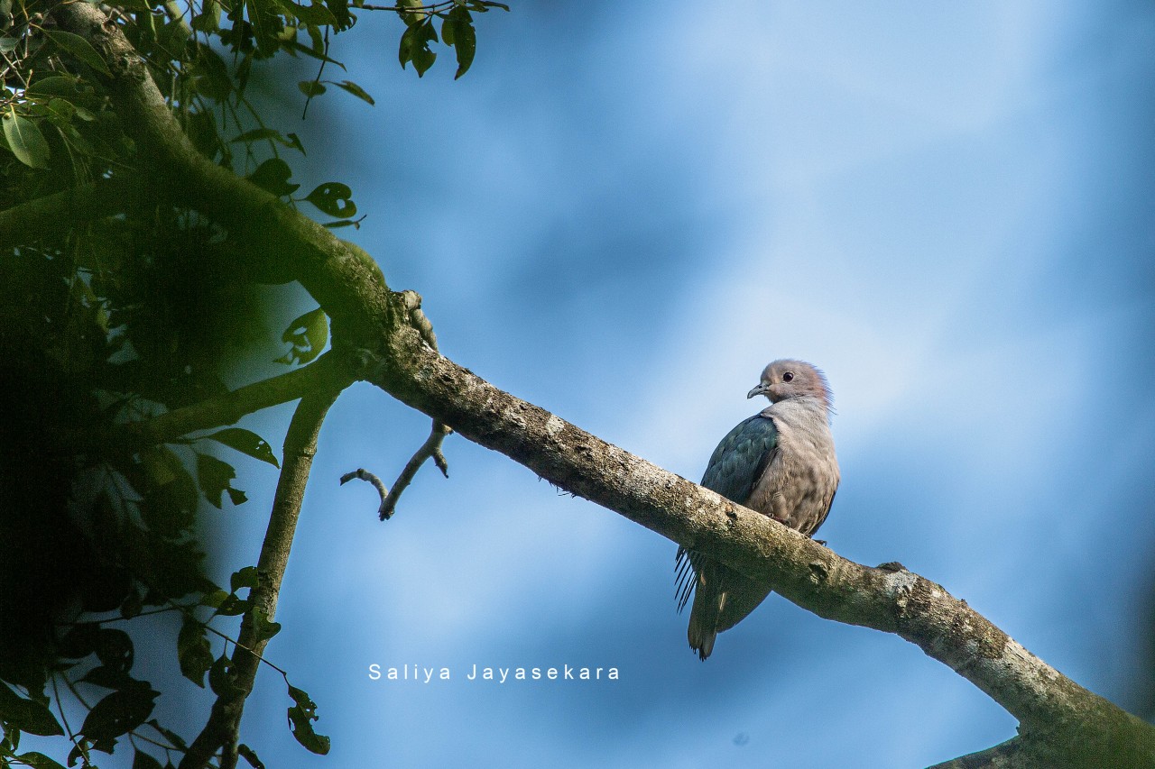 Spotted Dove, Sri Lanka. Free Wildlife photos