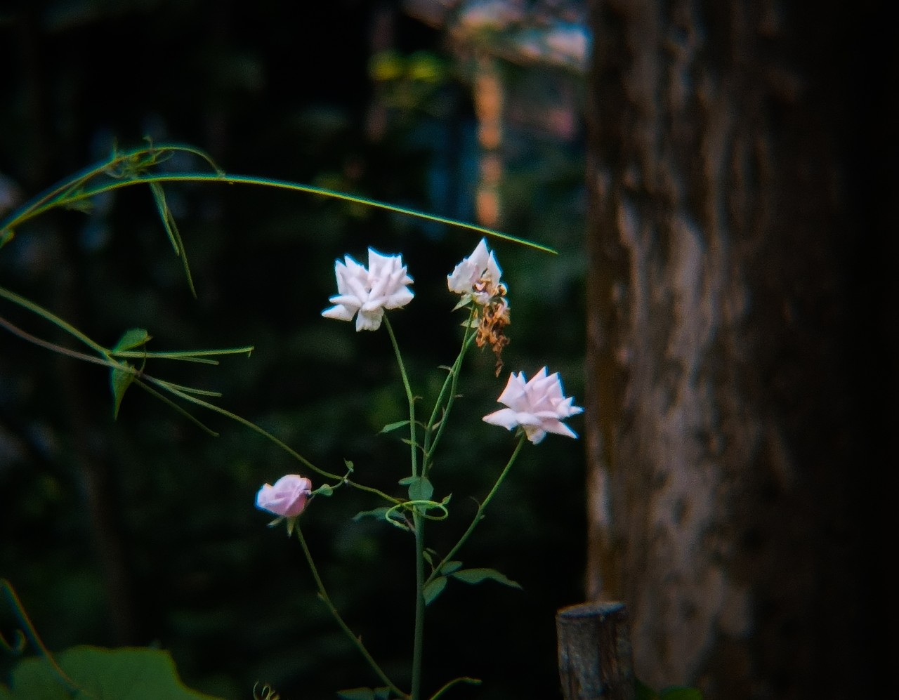 Growing lives. Free Flora photos