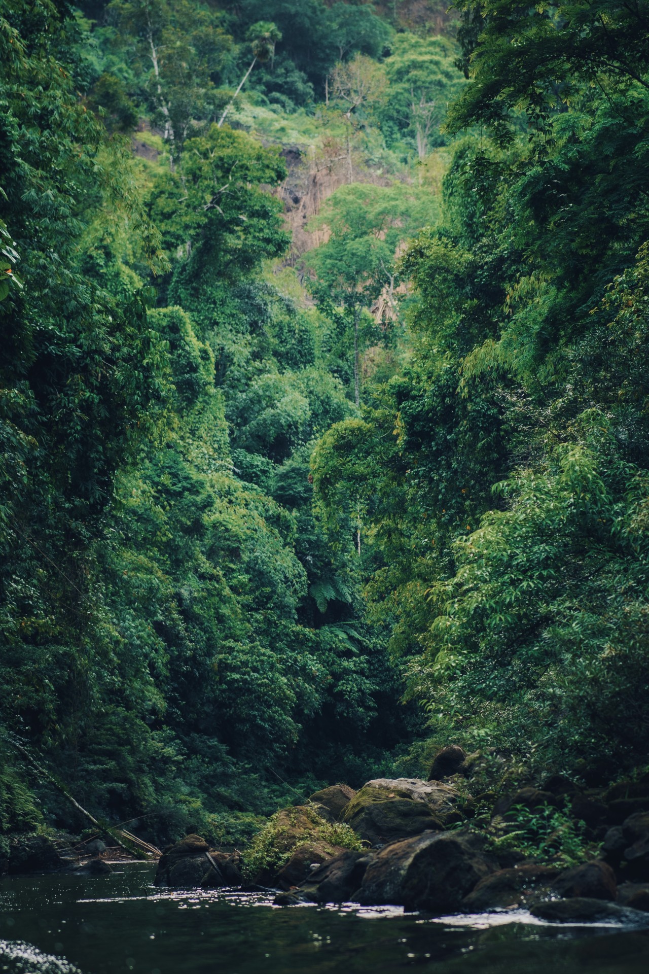 Greenery. Free Forests photos