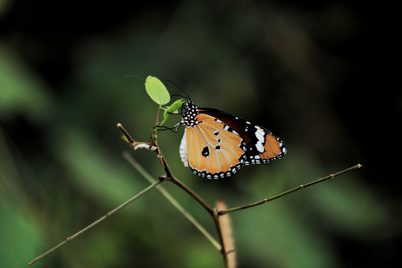 Colorful. Free Macro photos