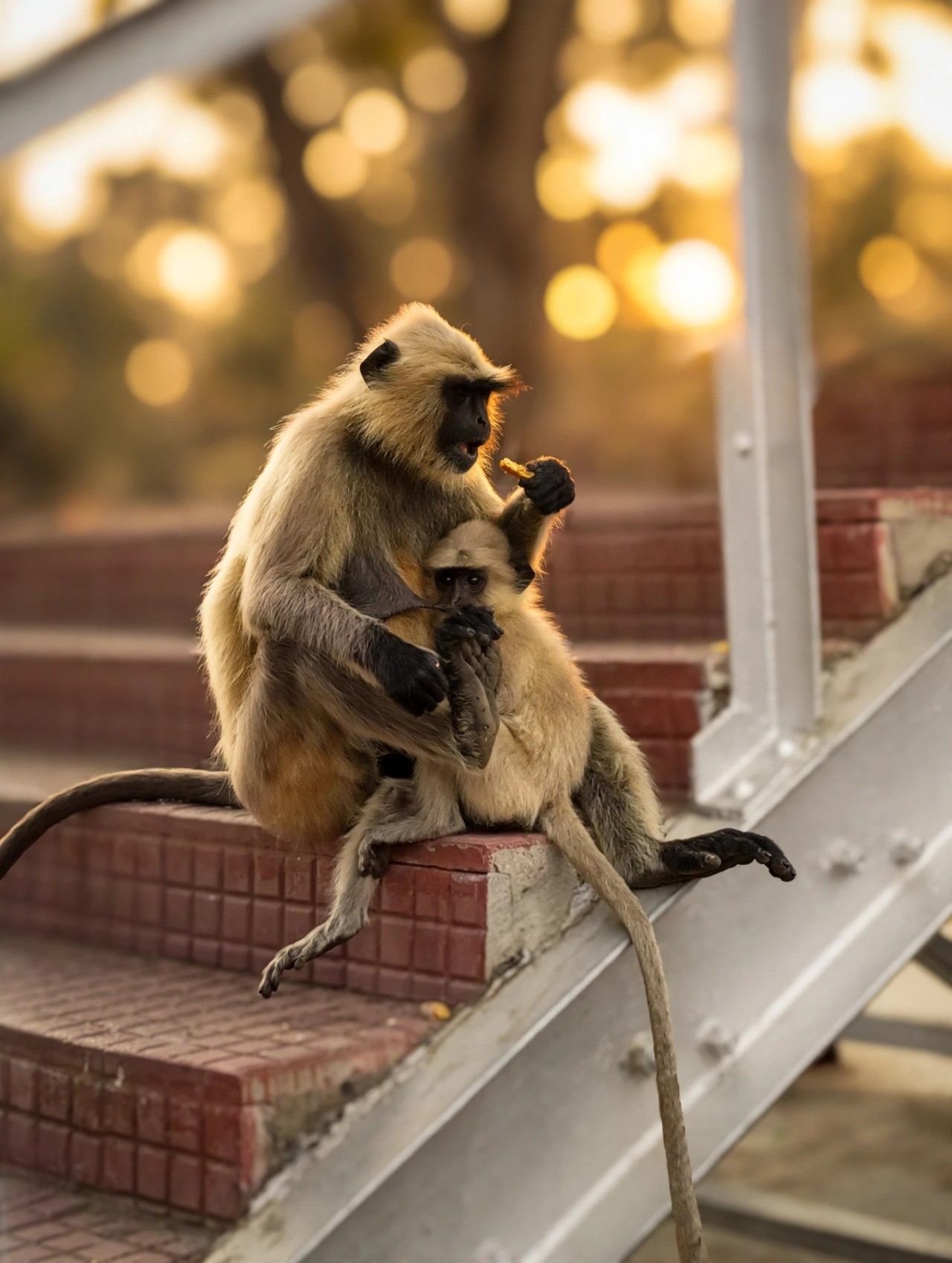 Mother's Love. Free Wildlife photos