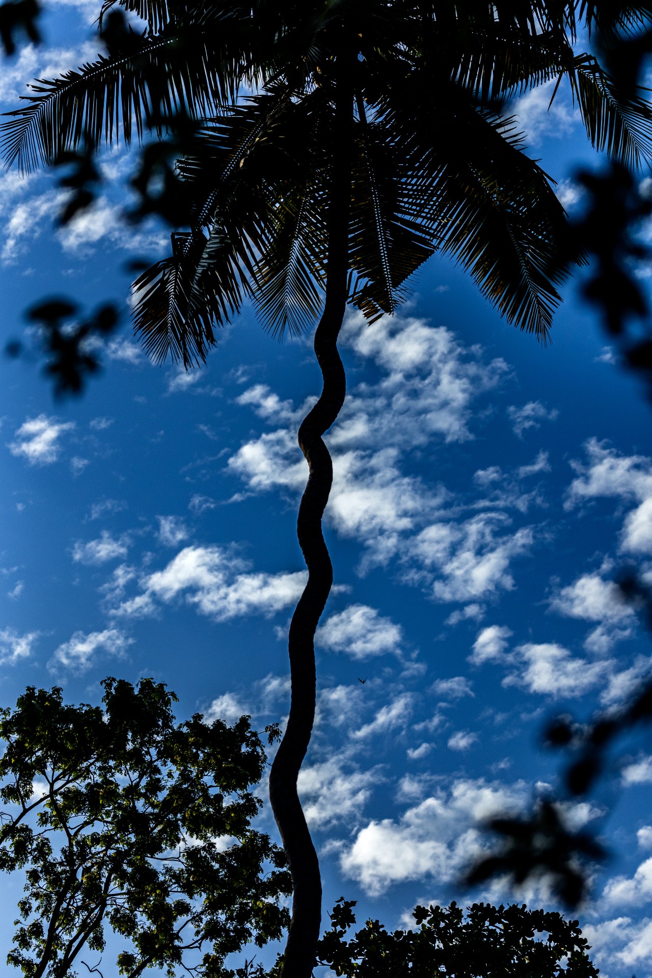 Sky with coconut tree, Sri Lanka. Free Skies photos