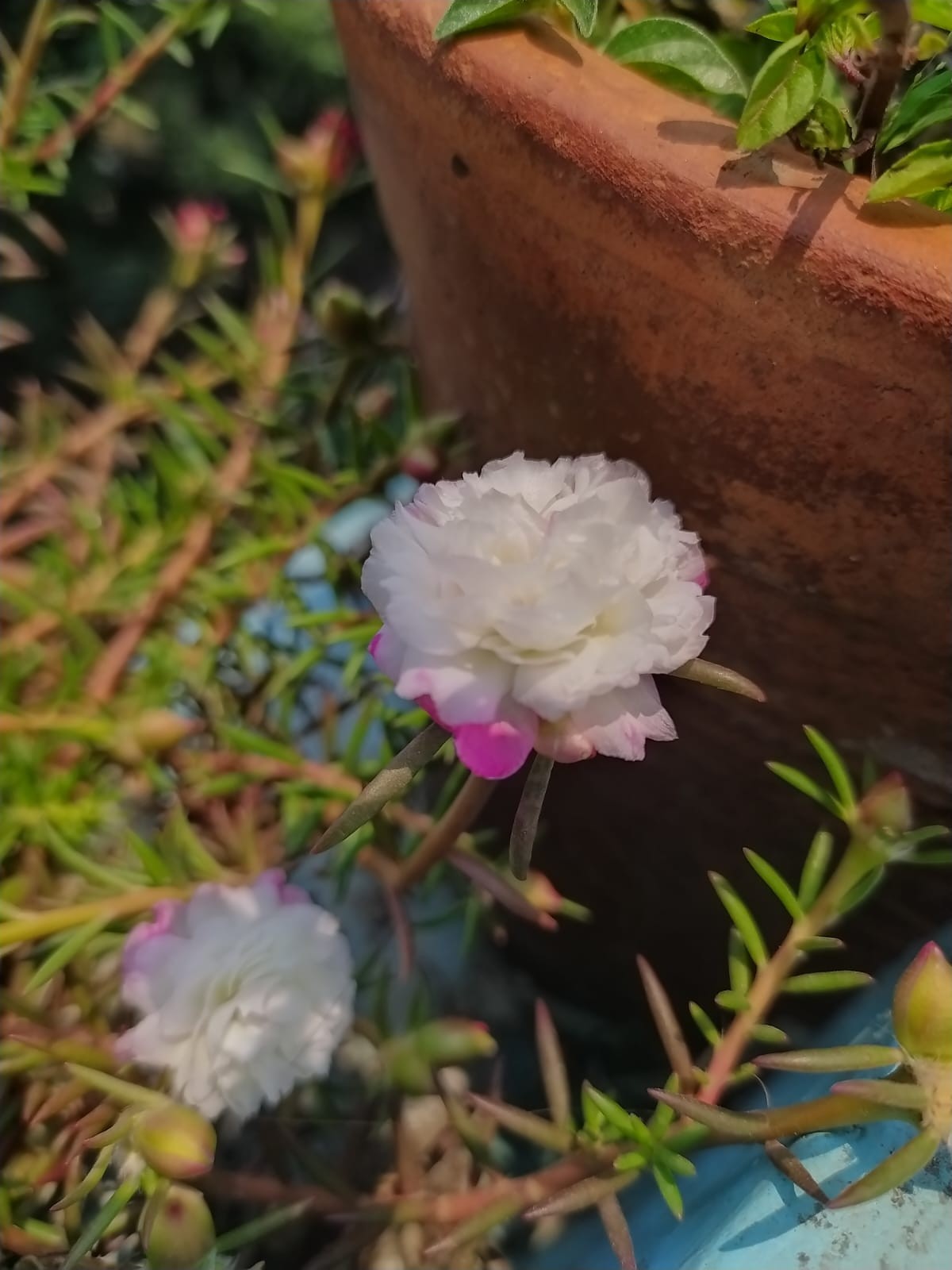 Little white wonders. Free Flora photos