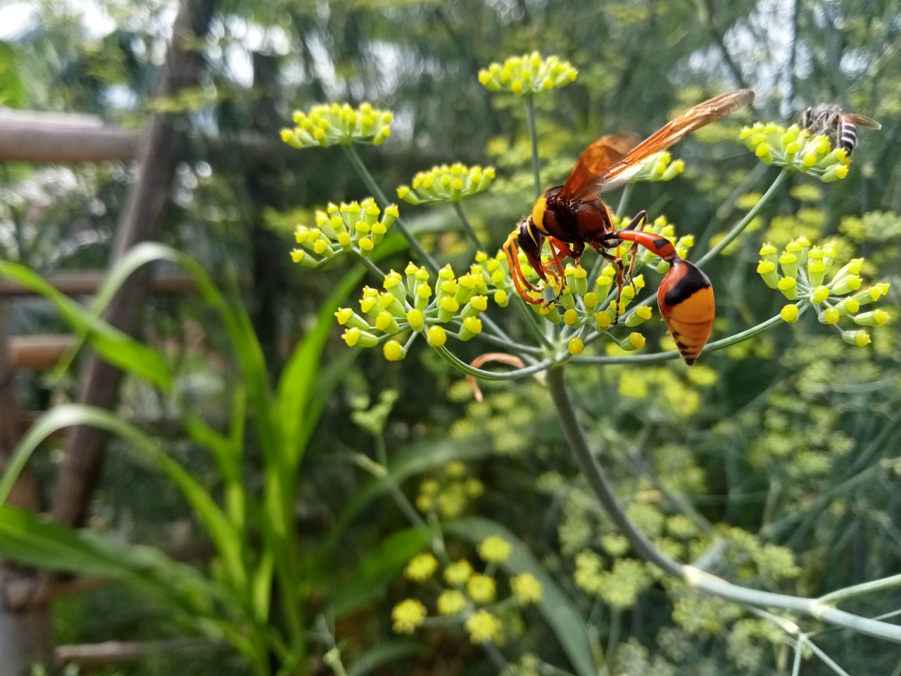 Potter wasp on dill florets. Free Wildlife photos