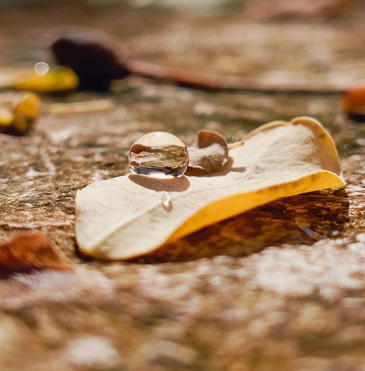 Rain drops. Free Macro photos