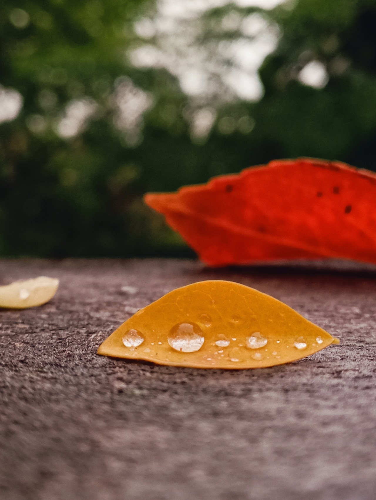 Nature. Free Macro photos