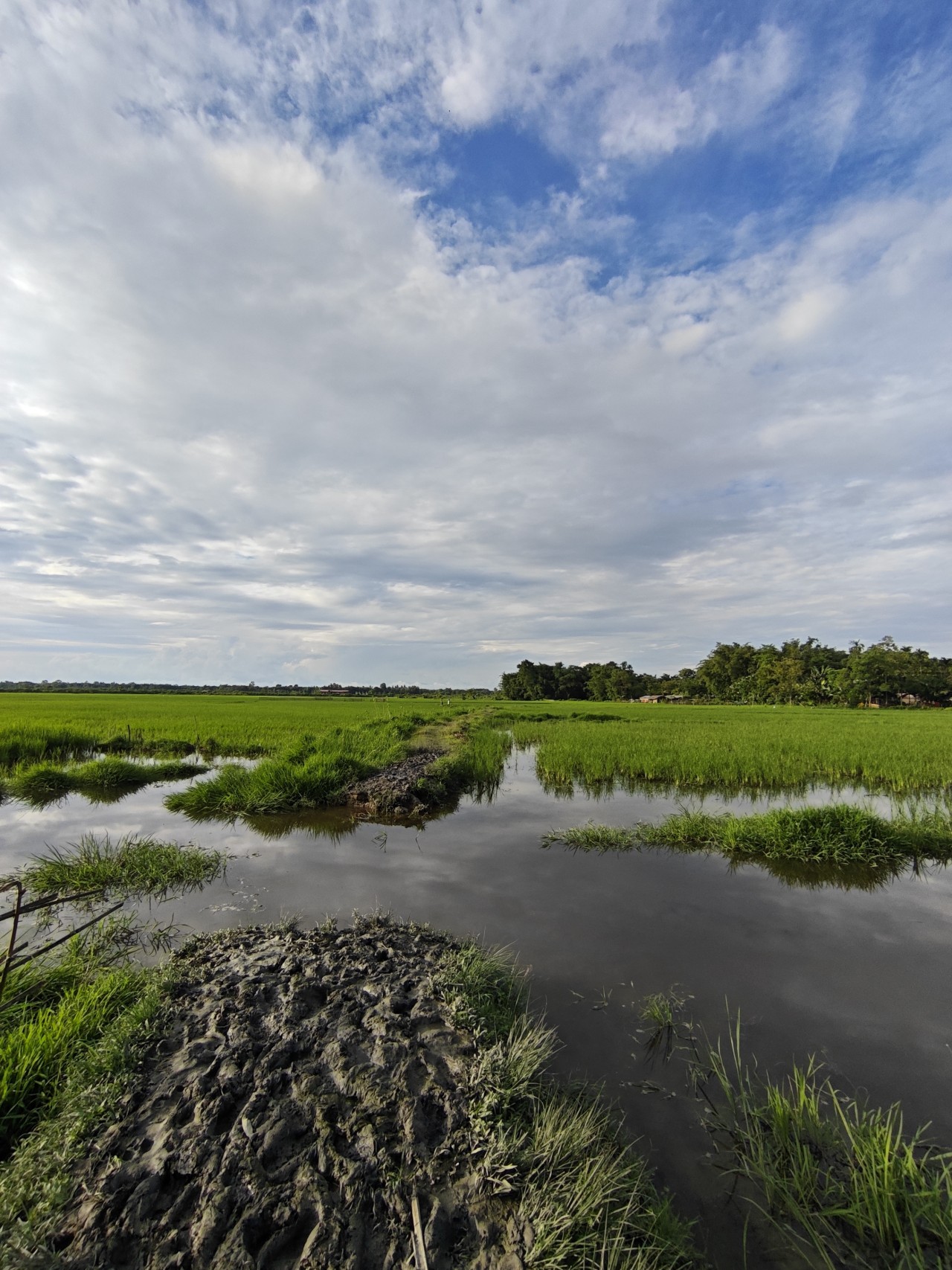 Assam. Free Landscapes photos
