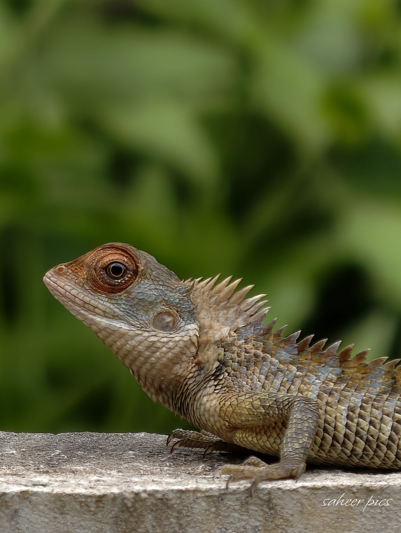 Chameleon. Free Macro photos