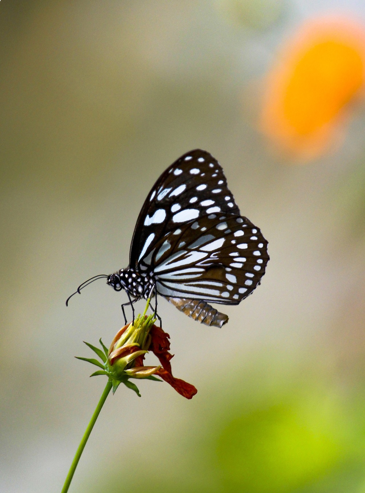 butterfly. Free Macro photos