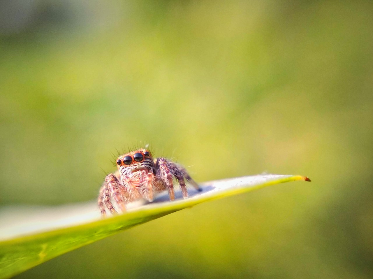 The unseen details right under our feet. Free Macro photos