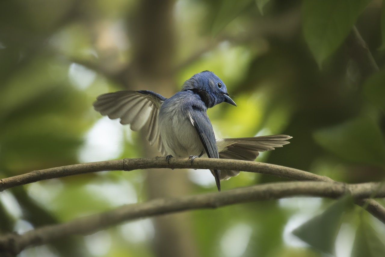 Black-naped monarch. Free Wildlife photos
