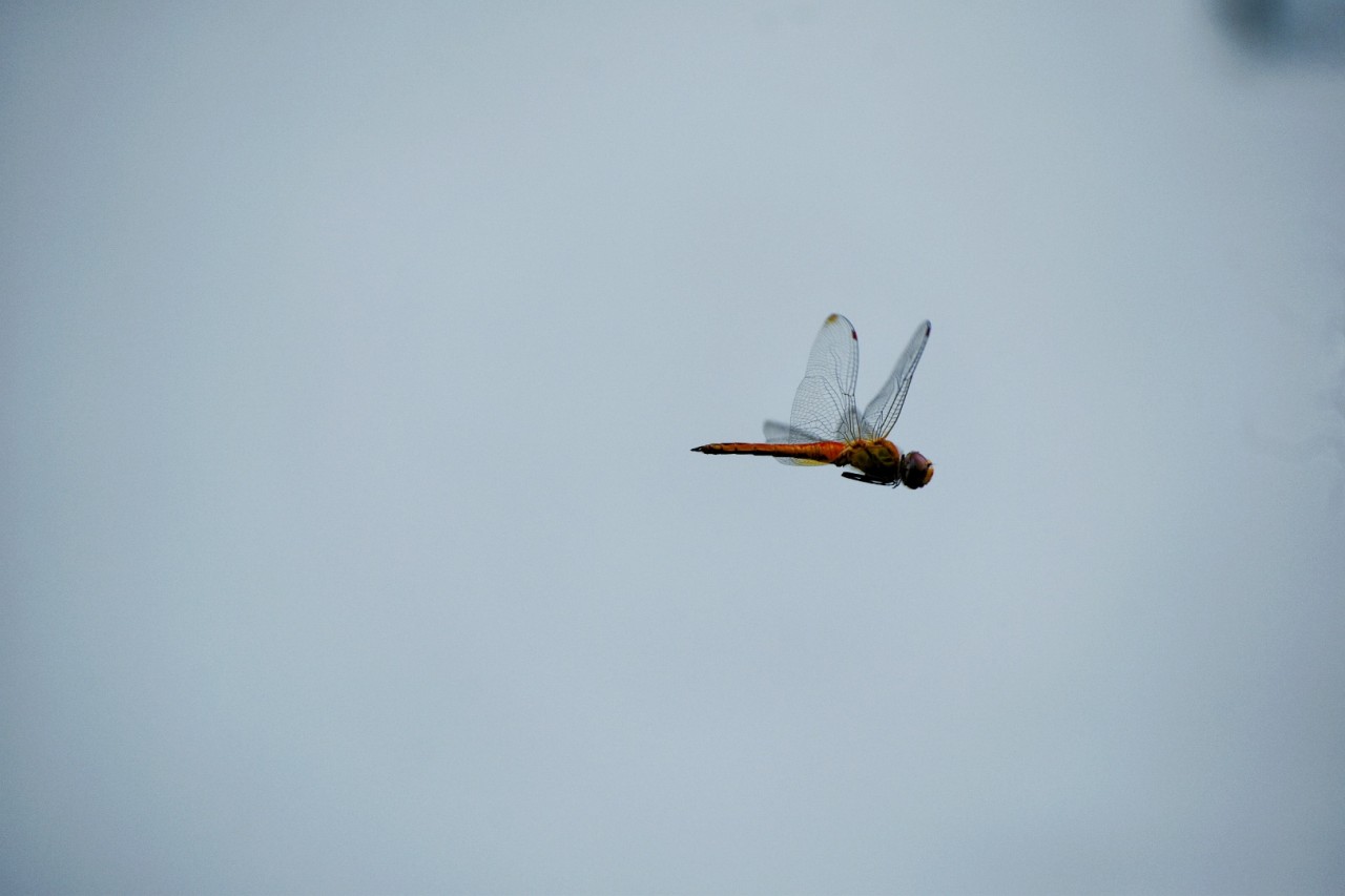 Dragon fly. Free Macro photos