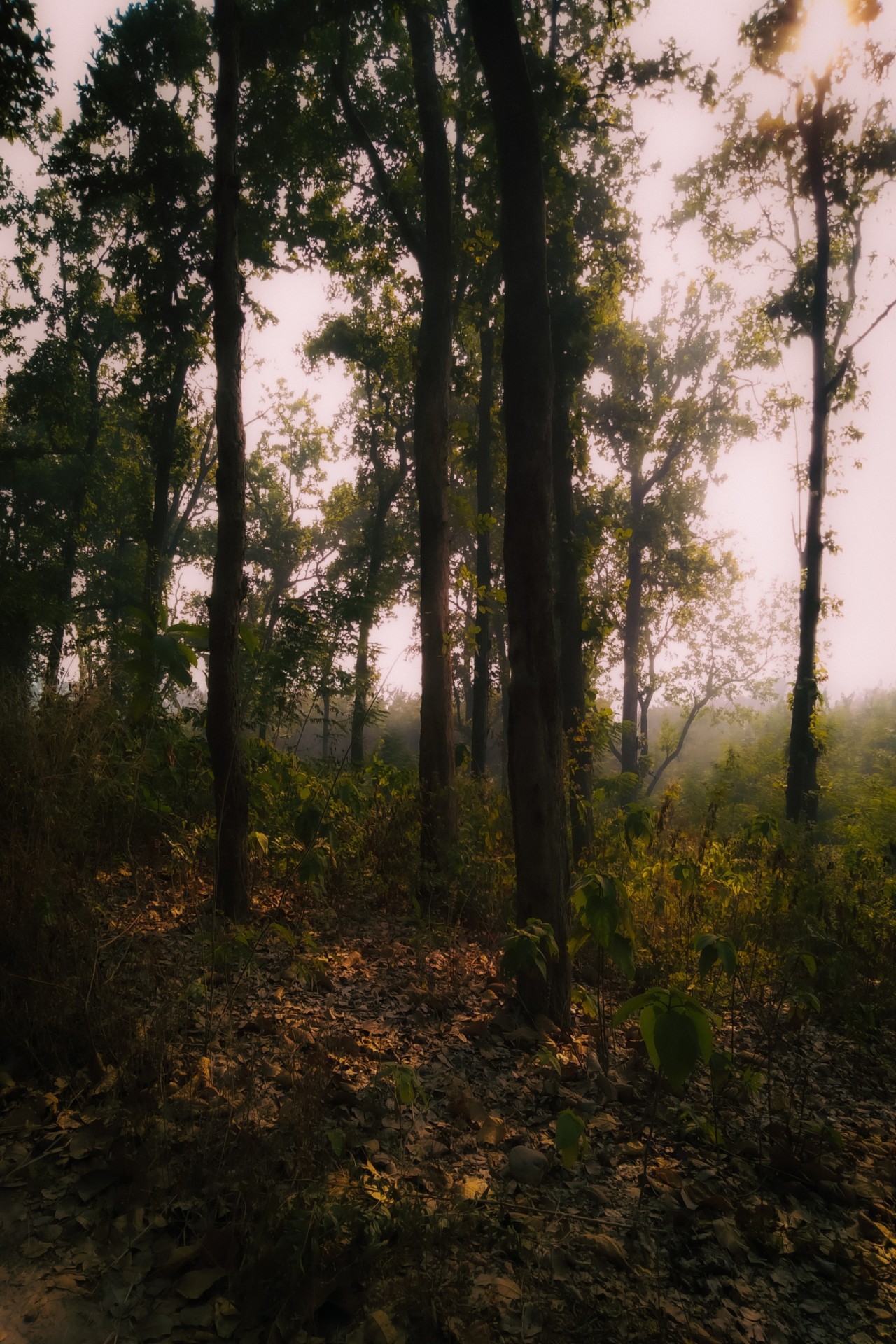 Golden sunlight whispers through the misty forest. Free Forests photos