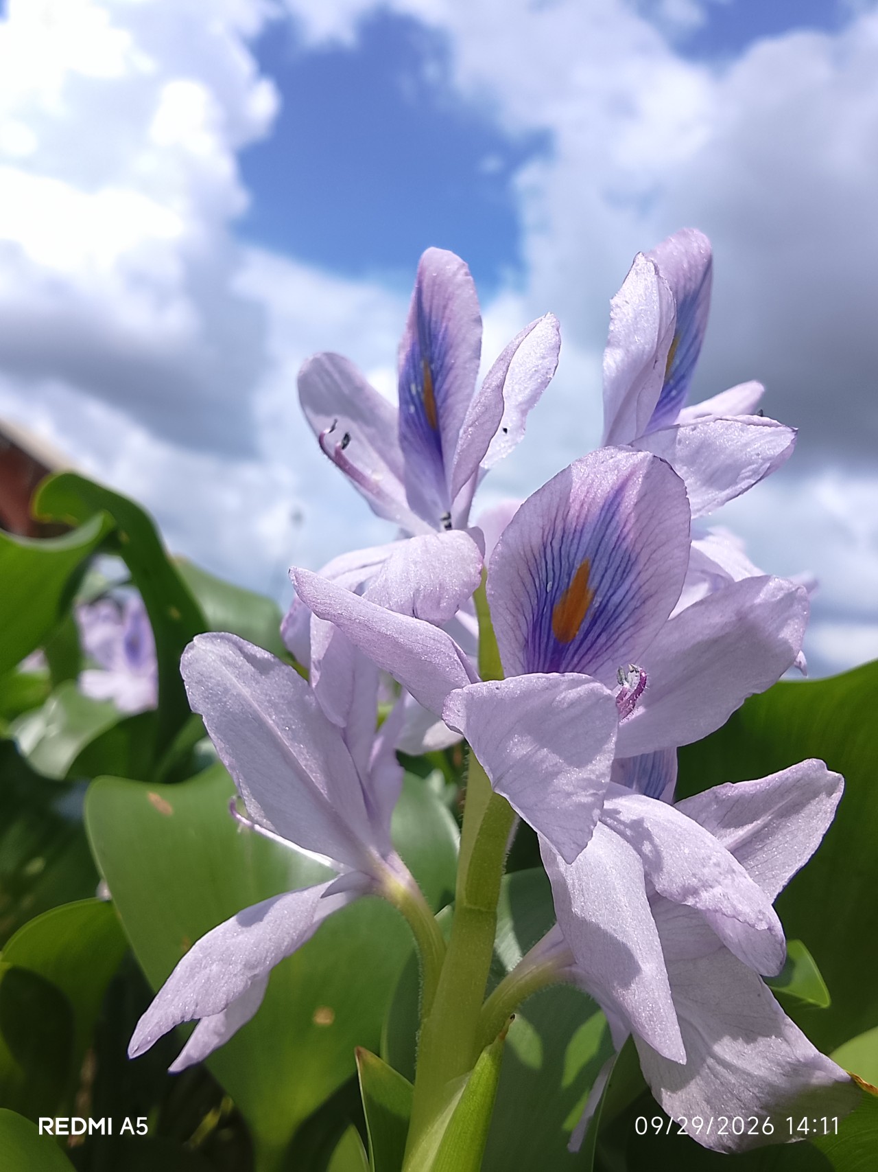 Beauty from the rivers. Free Flora photos