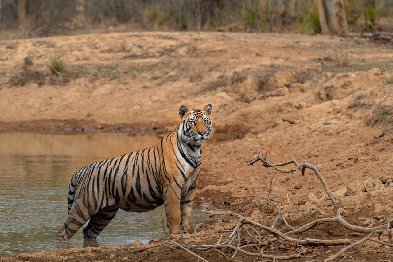 Royal Bengal Tiger. Free Wildlife photos