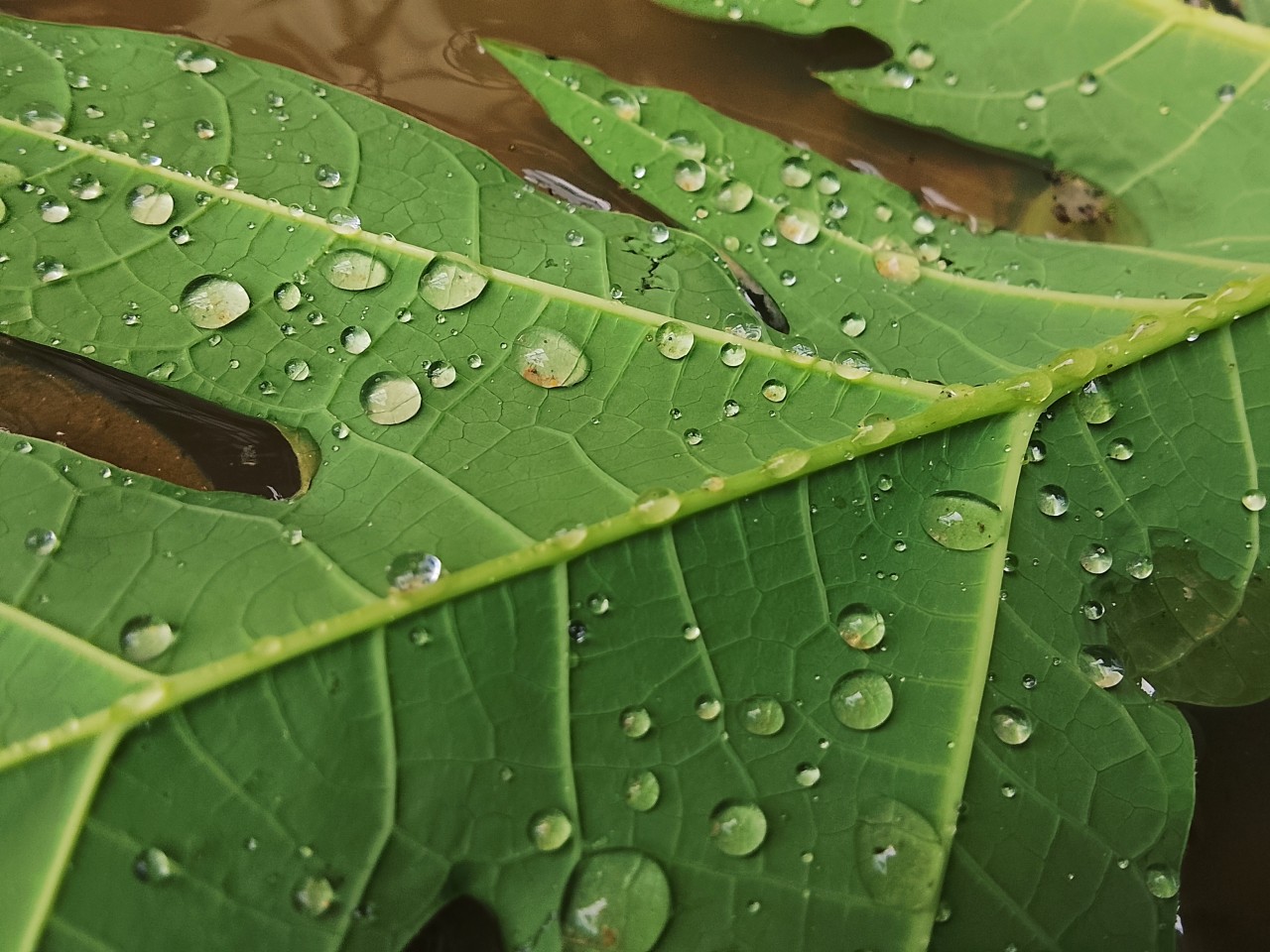 Paw paw leaf. Free Flora photos