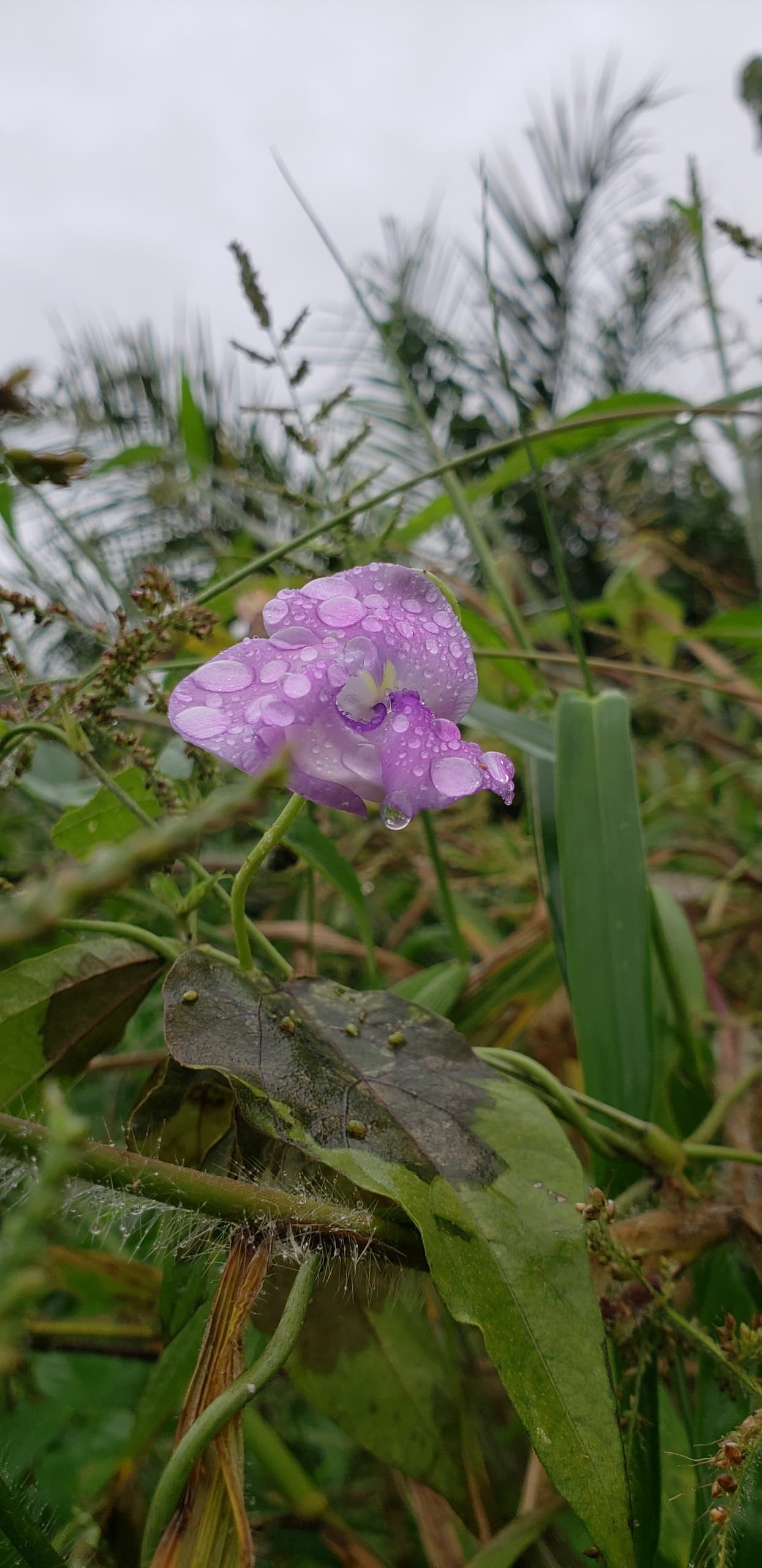 Orchid. Free Flora photos