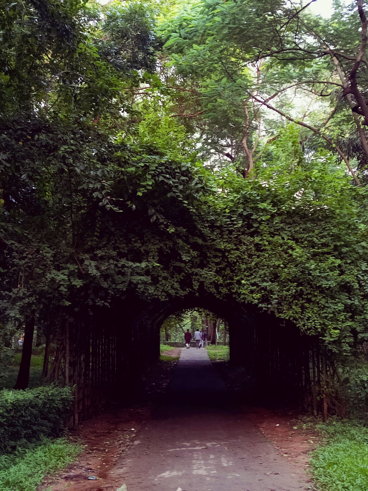 Forest, Bangladesh. Free Landscapes photos