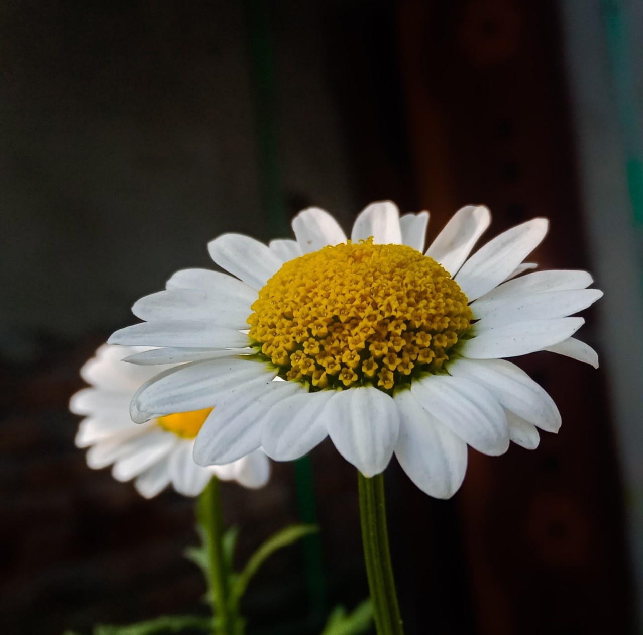 Daisy flower, Mymensingh, Bangladesh. Free Flora photos