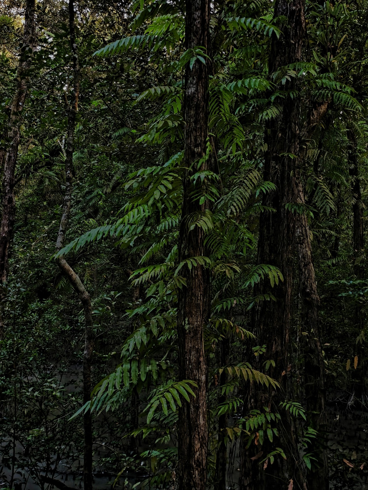 An Emerald Hush. Free Forests photos
